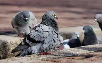 Le dépigeonnage à Limoges : trouver le professionnel qu'il vous faut