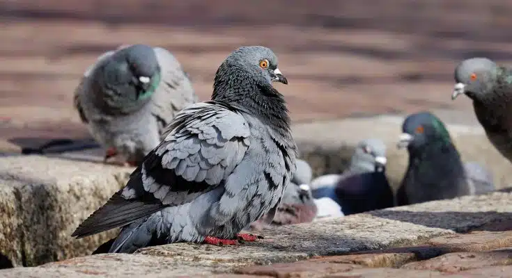 Le dépigeonnage à Limoges : trouver le professionnel qu'il vous faut